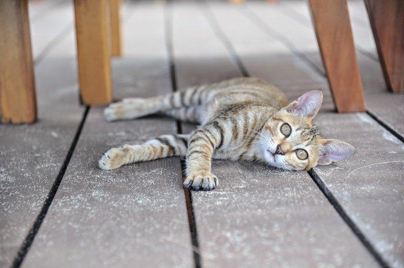 Tabby kitten on wooden deck